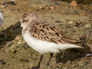 Red-necked Stint in NSW Australia