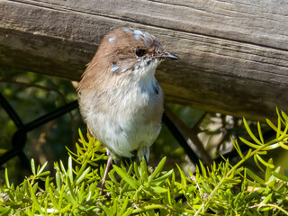 Superb Fairywren in NSW Australia