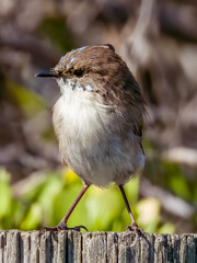 Superb Fairywren in NSW Australia