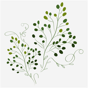 Green Leaf with white Background Vector