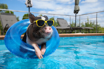 Mini pig in yellow sunglasses swims in the pool on an inflatable ring - 761312175