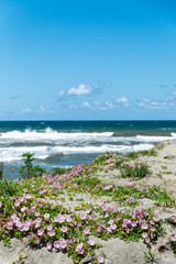 海とハマヒルガオ