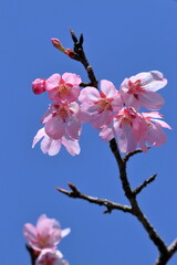 咲き始めた陽光桜　春　（高知県　佐川町　牧野公園）