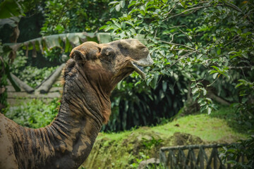 portrait of a camel in zoo