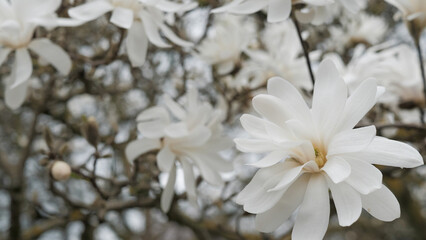 Blossom white flowers magnolia tree in spring video 4k