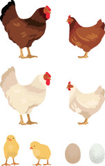 Chicken rooster hen chick and egg illustration