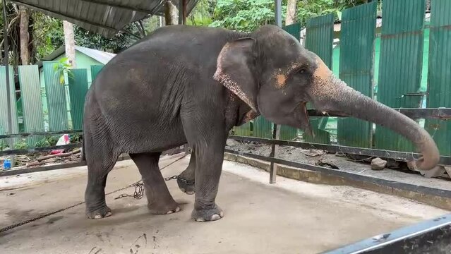 Asian elephant with chained paw and baby elephant in captivity