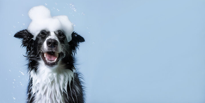 Happy black and white border collie puppy has his eyes closed and sits with soap foam on his head on a blue background. Water procedures for pets, grooming. Banner with copy space. Puppy Day