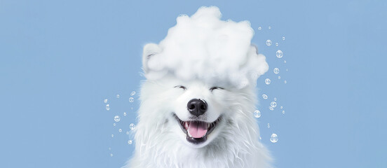 Cute white Samoyed dog, with soap foam on its head on a blue background. A clean puppy washes himself and squints from the soap, grooming. Pet treatment products. Water treatments for pets, copy space