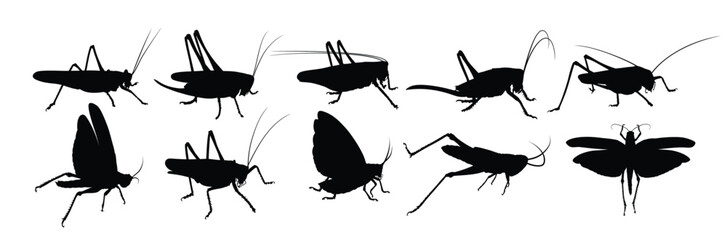 Set of silhouettes of a locust.
