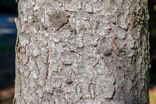 Texture of the trunk bark of Scots spruce Picea abies. Nature skin background.