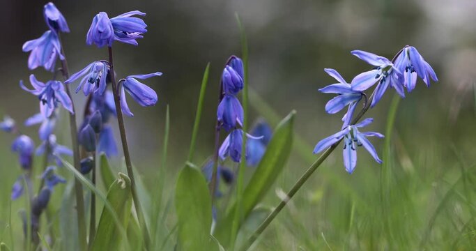 Cebula syberyjska (Scilla siberica) w ogrodzie