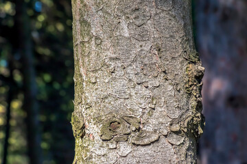 Texture of the trunk bark of Scots spruce Picea abies. Nature skin background.