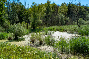zone humide ; un étang en pleine forêt