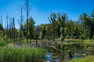 Paysage de forêt humide ; un étang dans une clairière