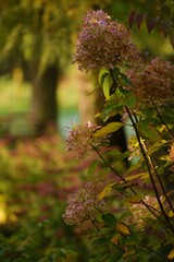 Hydranegea paniculata lime green and pink flowers on green bokeh garden background with shiny bokeh...