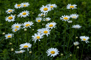 Fototapeta premium There are a lot of daisies in the field in the grass in summer.