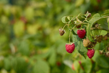 Raspberry bush with berries in garden - 761322100