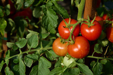 Juicy red tomatoes on bush in vegetable garden - 761322135