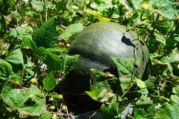 Fototapeta premium a pumpkin