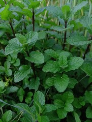 plants in the garden