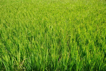 rice field
