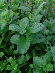 leaves in the garden