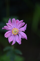 Anemone scabiosa pink flowers closeup on bokeh garden background, anemone japonica in summer garden, selective focus.