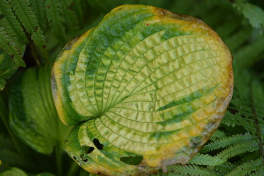 Green frosted and demaged funkia autumnal leaves closeup, natural autumn hosta leaf background.