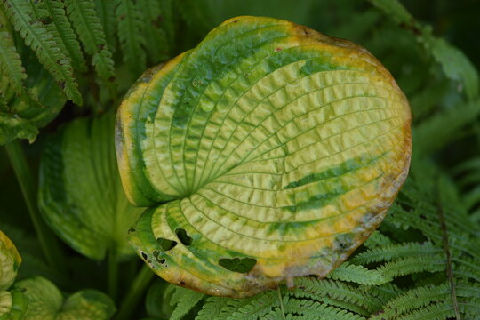 Green frosted and demaged funkia autumnal leaves closeup, natural autumn hosta leaf background.