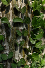 Emerald Bliss: Lush Green Foliage Bathed in Sunlight
