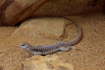Wüstenleguan (Dipsosaurus dorsalis) auf Stein