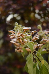 Hydrangea paniculata overblown and frosted flowers in autumn garden, closeup of flowers of...