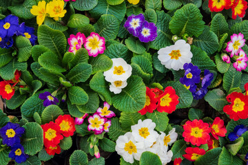 Multi-colored primrose flowers bright mix top view, growing primula flower seedlings floral spring...