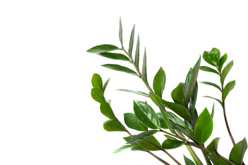 Fresh green branches with leaves on a transparent background.