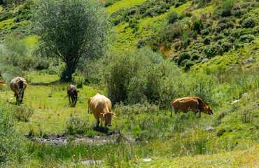 Fototapeta premium Pastando