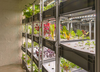 Organic hydroponic vegetable grow with LED Light. Indoor farm. Agriculture Technology. 