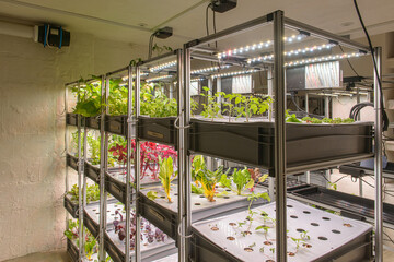 Organic hydroponic vegetable grow with LED Light. Indoor farm. Agriculture Technology. 