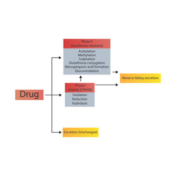 Schematic diagram showing phases I, II drug metabolism and excertion - via CYP45- and transferase reactions. Pharmacological process illustration.