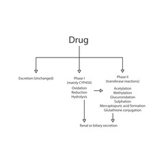 Schematic diagram showing phases I, II drug metabolism and excertion - via CYP45- and transferase reactions. Pharmacological process illustration.