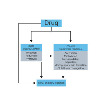 Schematic diagram showing phases I, II drug metabolism and excertion - via CYP45- and transferase reactions. Pharmacological process illustration.