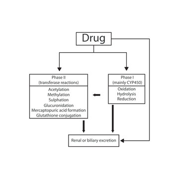 Schematic diagram showing phases I, II drug metabolism and excertion - via CYP45- and transferase reactions. Pharmacological process illustration.