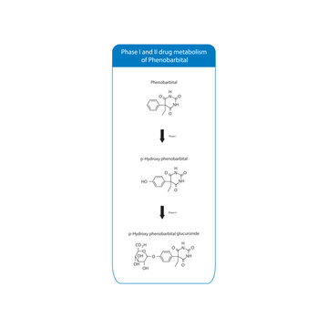 Diagram of Phase I and II drug metabolism of Phenobarbital - skeletal structure of biotransformation reaction.