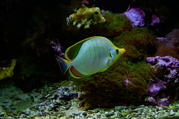 Chaetodon xanthocephalus, known commonly as the Yellowhead butterflyfish, is a species of marine...