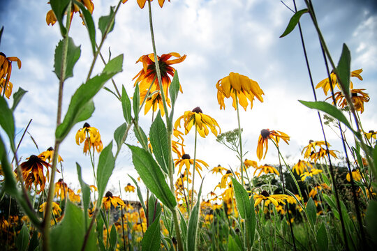 Rudbeckia hirta, coneflowers and black-eyed-susans on a flowerbed in the park against the background of the sky