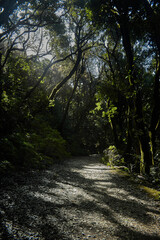 Fototapeta premium Dirt road winding through a dense forest, flanked by tall trees on both sides
