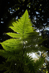 Detailed view of a fern leaf in its natural habitat within a dense forest environment