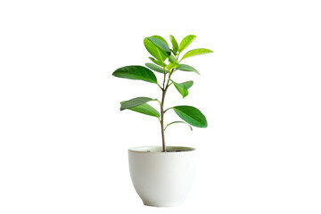 Fototapeta na wymiar Green leaf potted plant on transparency background PNG