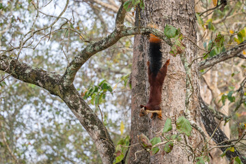 Indian Giant Squirrel - Ratufa indica, beautiful large colored squirrel from South Asian forests and woodlands, Nagarahole Tiger Reserve, India. - 761330711