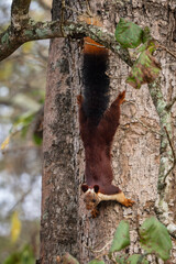 Indian Giant Squirrel - Ratufa indica, beautiful large colored squirrel from South Asian forests and woodlands, Nagarahole Tiger Reserve, India. - 761330739